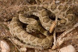 Image of Prairie Rattlesnake