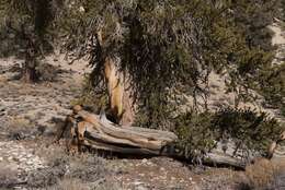 Image of Great Basin bristlecone pine