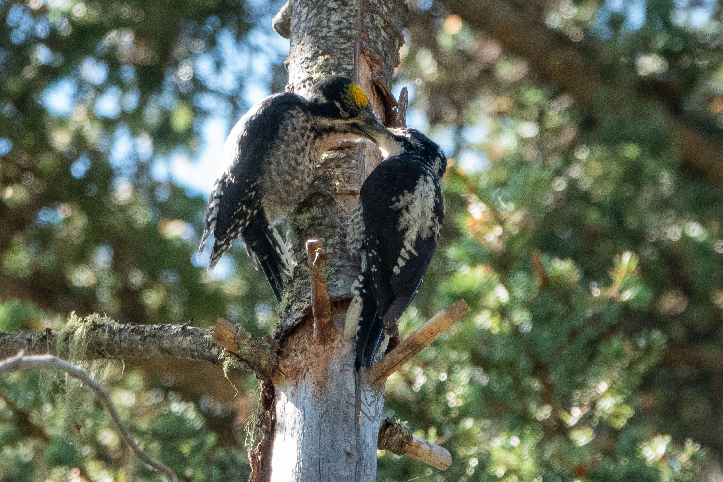 Image of American Three-toed Woodpecker