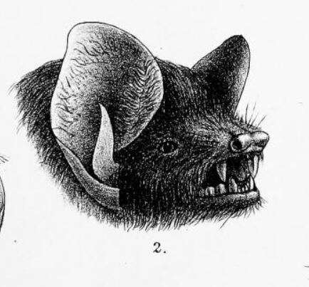صورة Harpiocephalus Gray 1842
