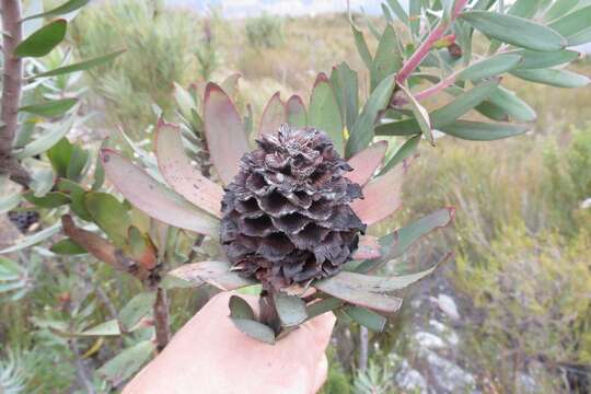 Image of Leucadendron pubibracteolatum I. J. M. Williams