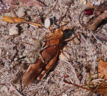 Image of blue-winged grasshopper