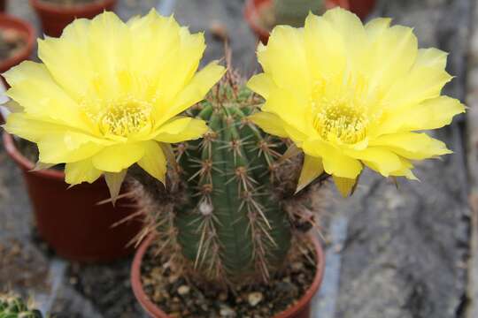 صورة Echinopsis haematantha (Speg.) D. R. Hunt