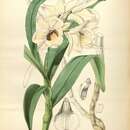 Image of Dendrobium albosanguineum Lindl. & Paxton