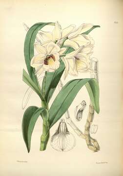 Imagem de Dendrobium albosanguineum Lindl. & Paxton