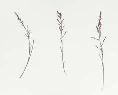 Image of Brown's lovegrass