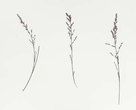 Image of Brown's lovegrass