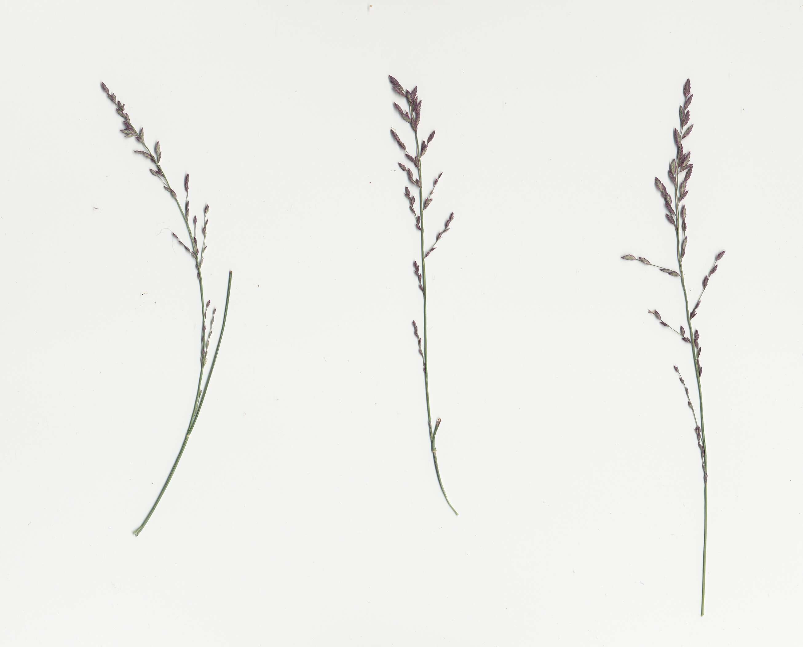 Image of Brown's lovegrass