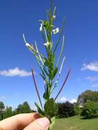 Image of aboriginal willowherb