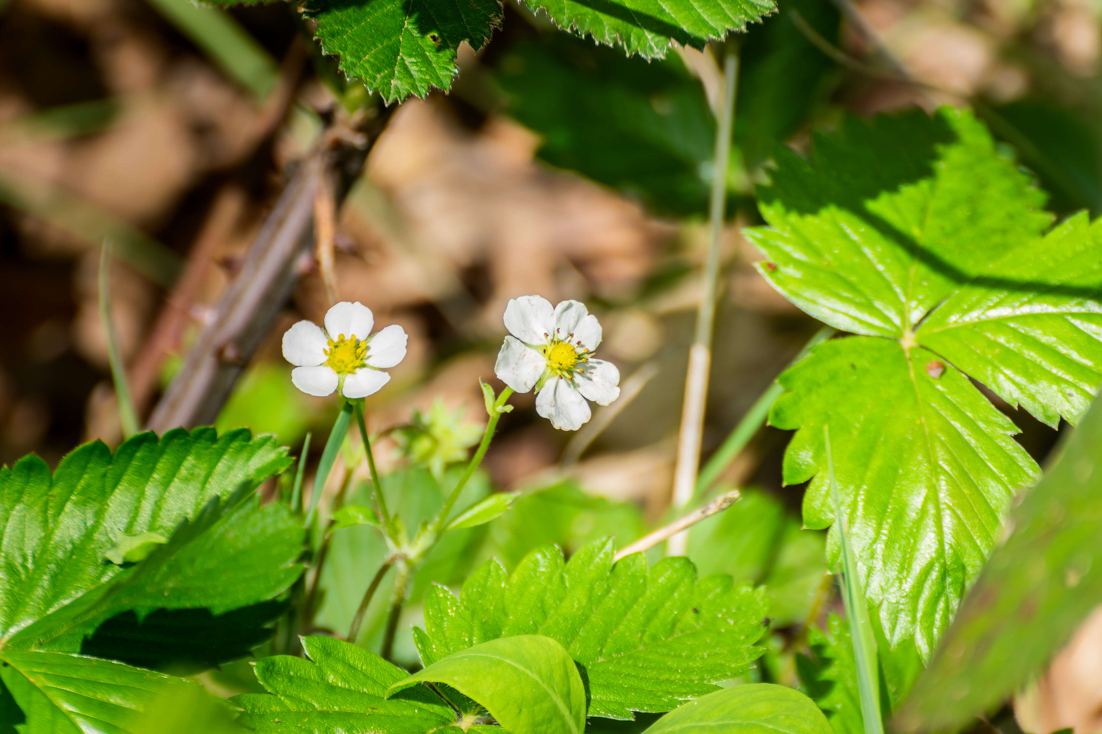 Image of woodland strawberry