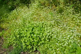 Image of Indian lettuce