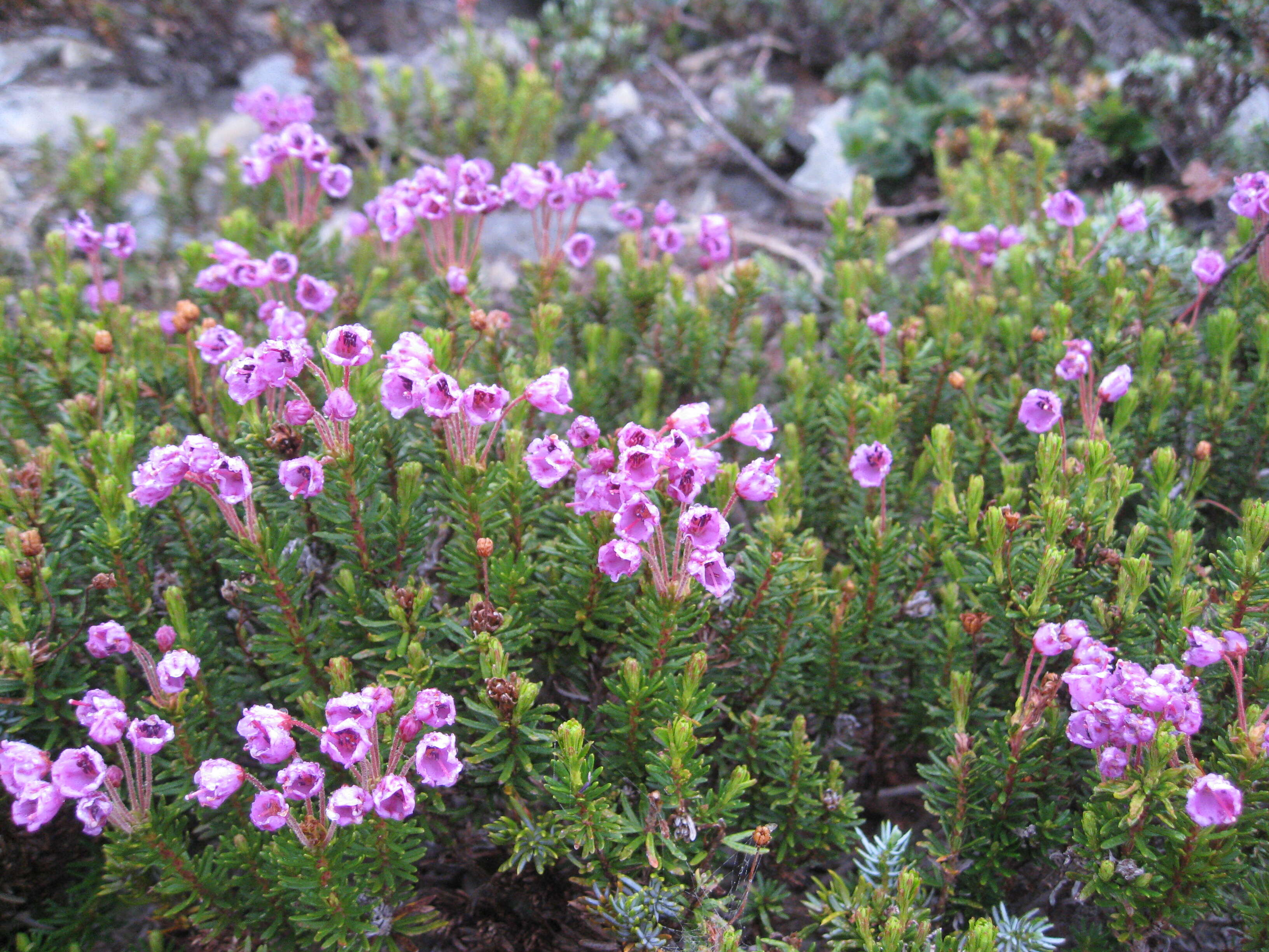 Image of pink mountainheath