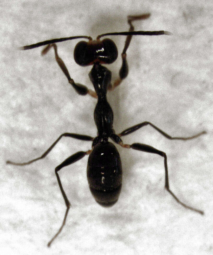 Image of Gonatopodinae
