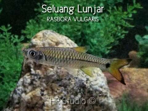 Image of Rasbora