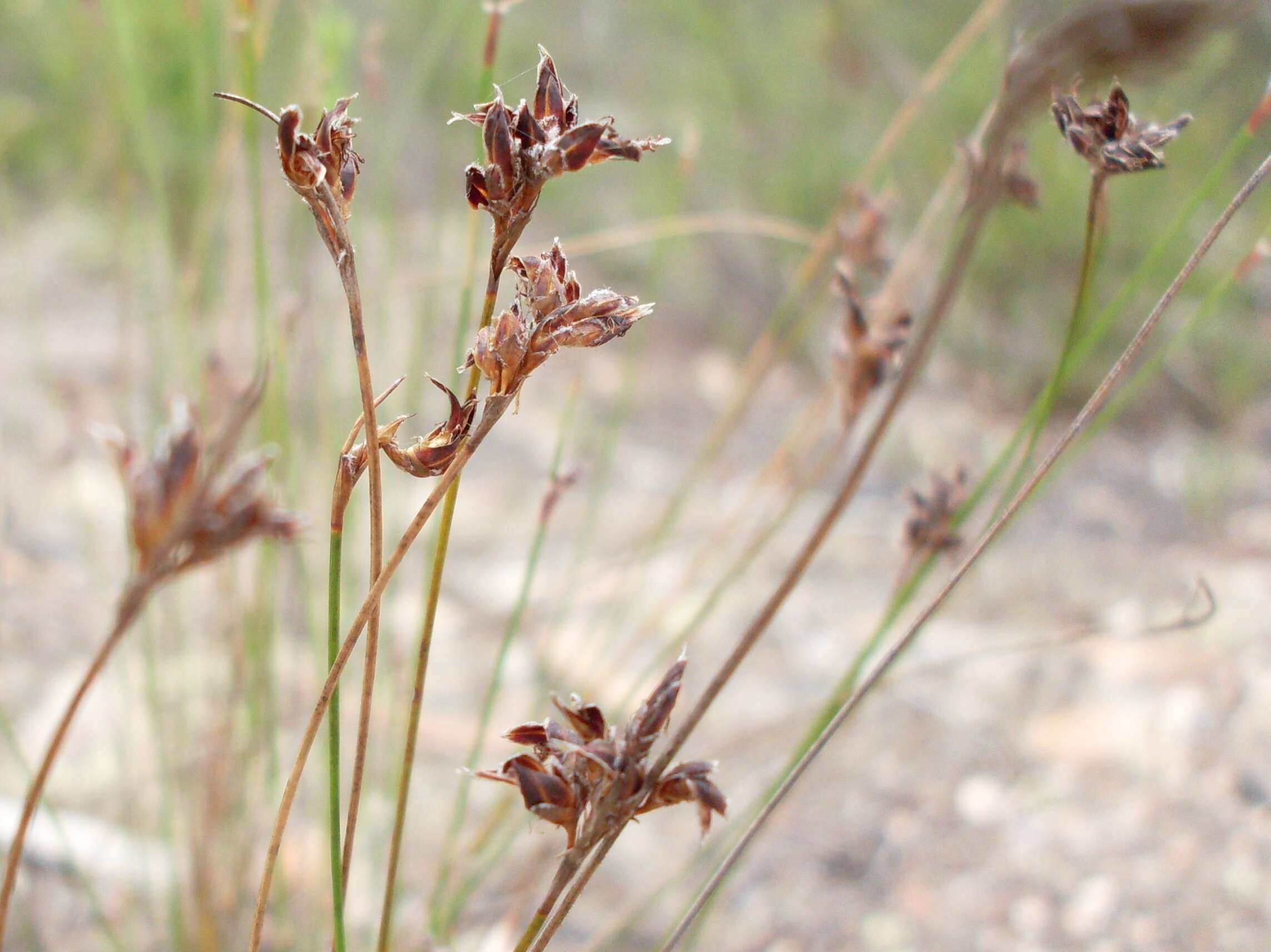 Imagem de Schoenus ericetorum R. Br.