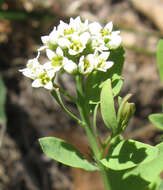 Image of bastard toadflax