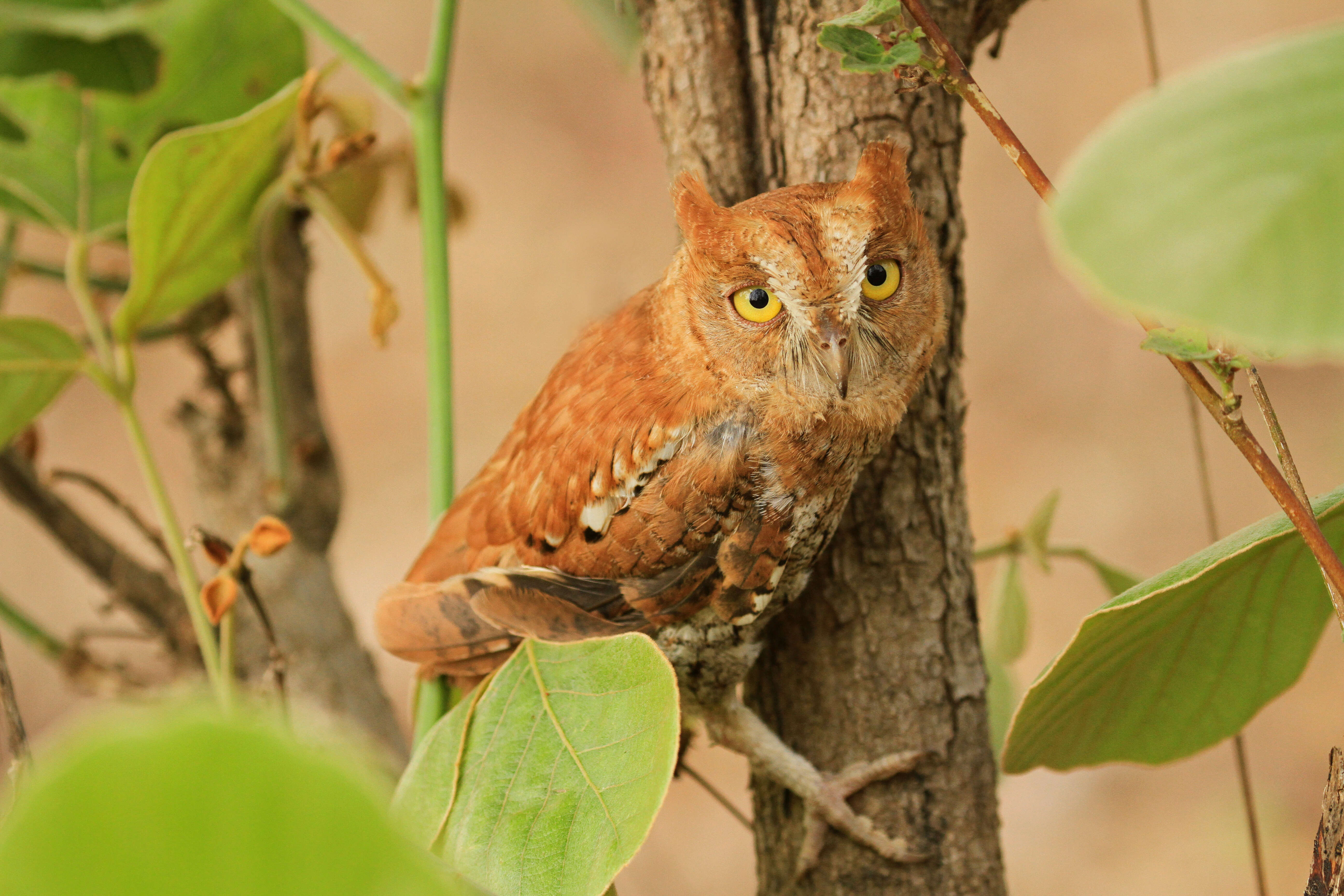 Image of Oriental Scops Owl