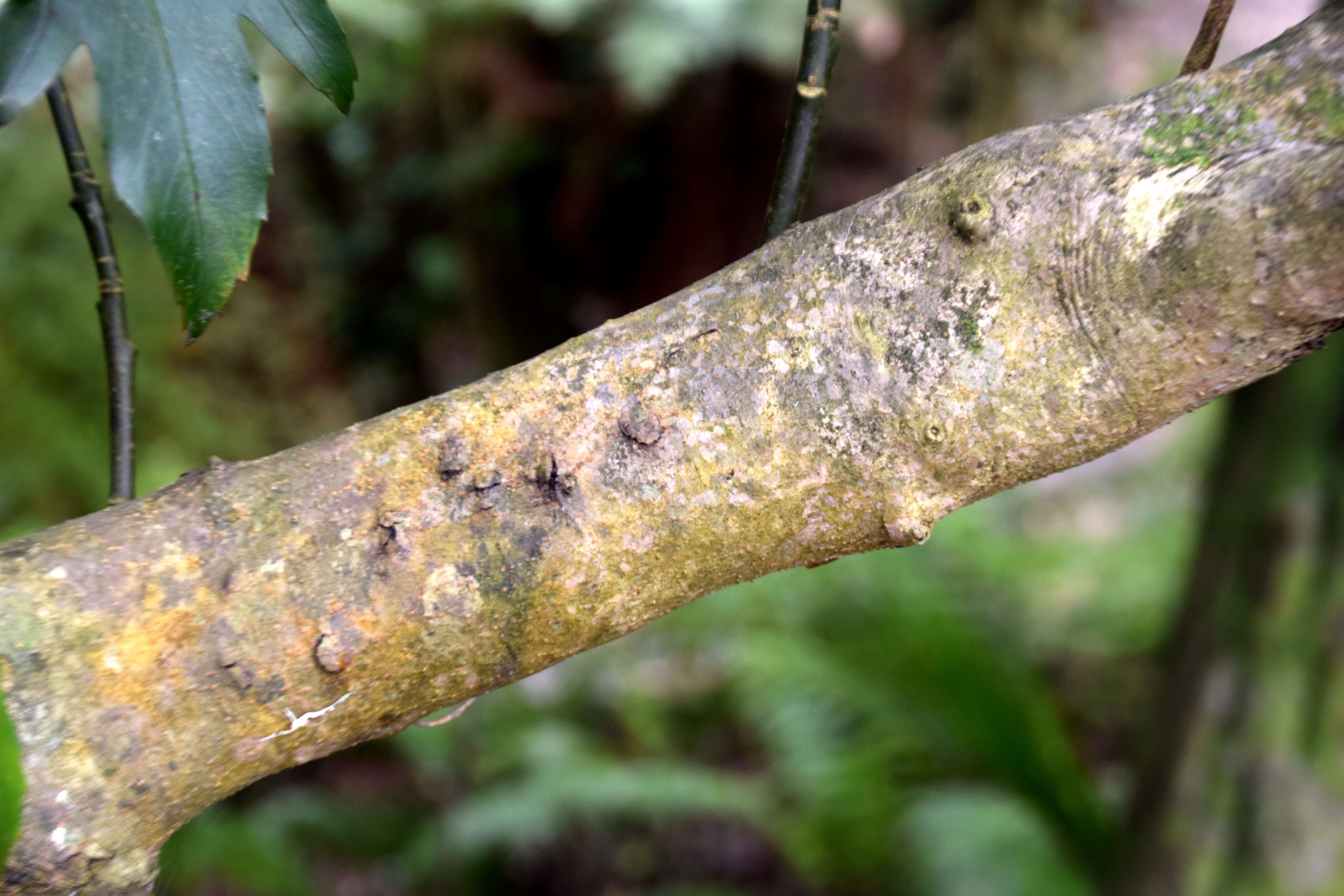 Image of Alseuosmia quercifolia A. Cunn.