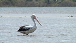 Image of Australian Pelican