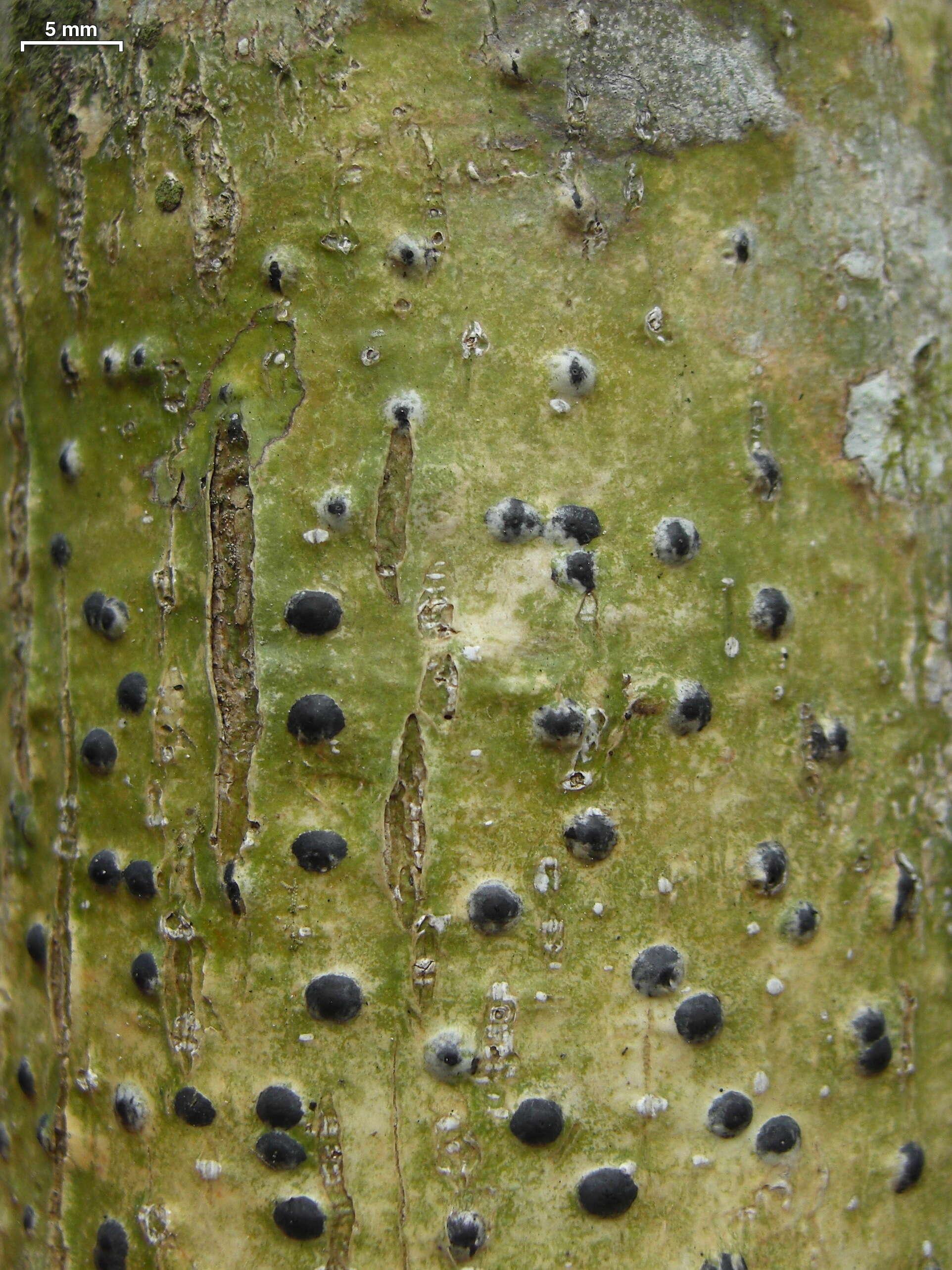 Image of anthracothecium lichen