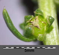 Image of sea beet