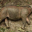 Image of Bornean rhinoceros