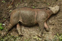 Image of Bornean rhinoceros