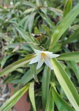 Image de Xerophyta elegans (Balf.) Baker