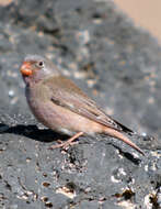 Image of Trumpeter Finch