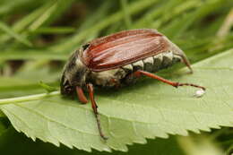 Image of Common cockchafer