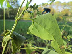 Image de Atriplex sagittata Bkh.