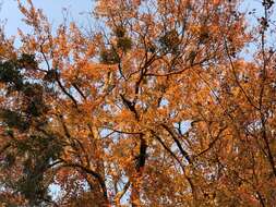 Image of European mistletoe