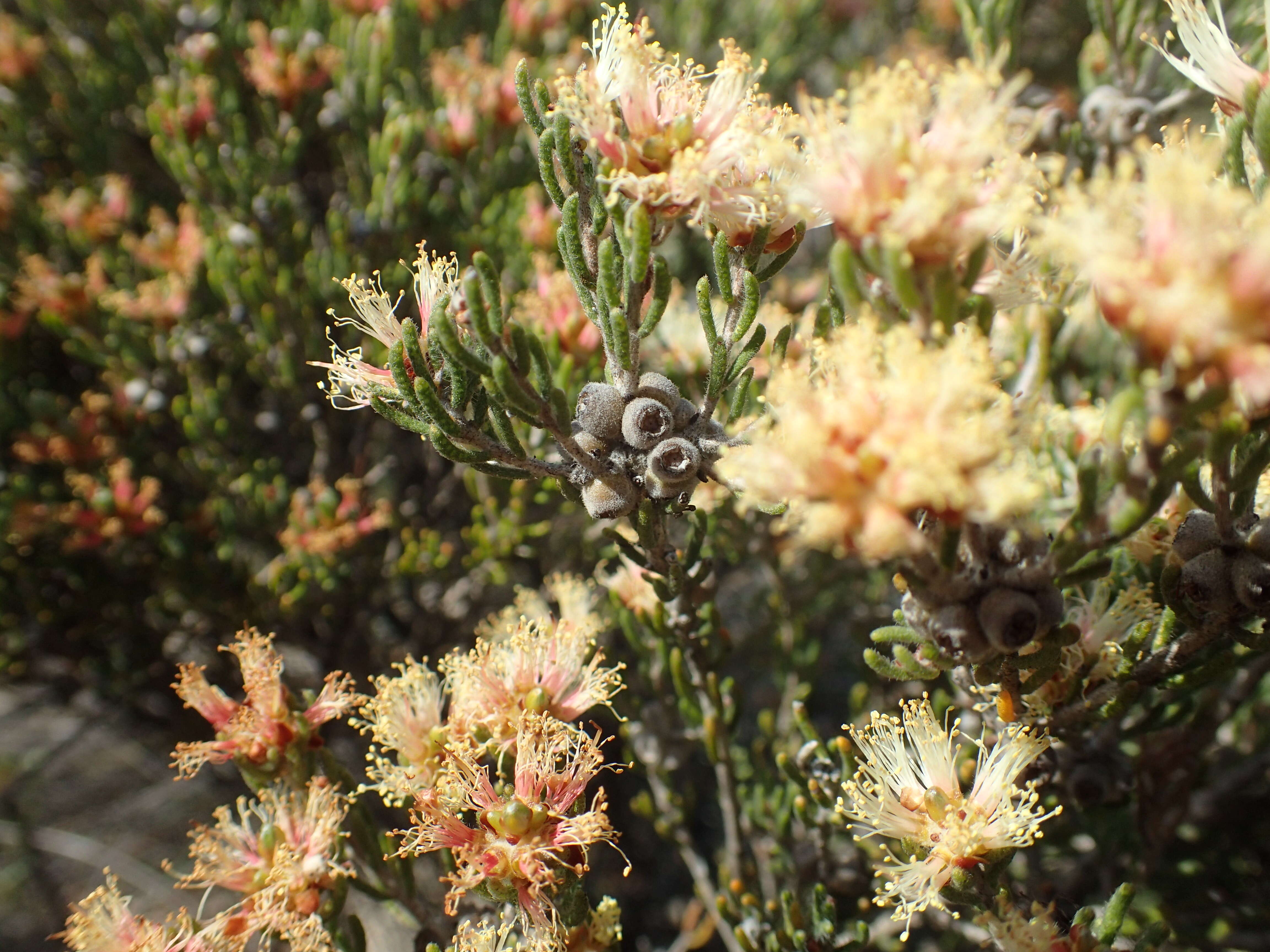 صورة Melaleuca dichroma Craven & Lepschi