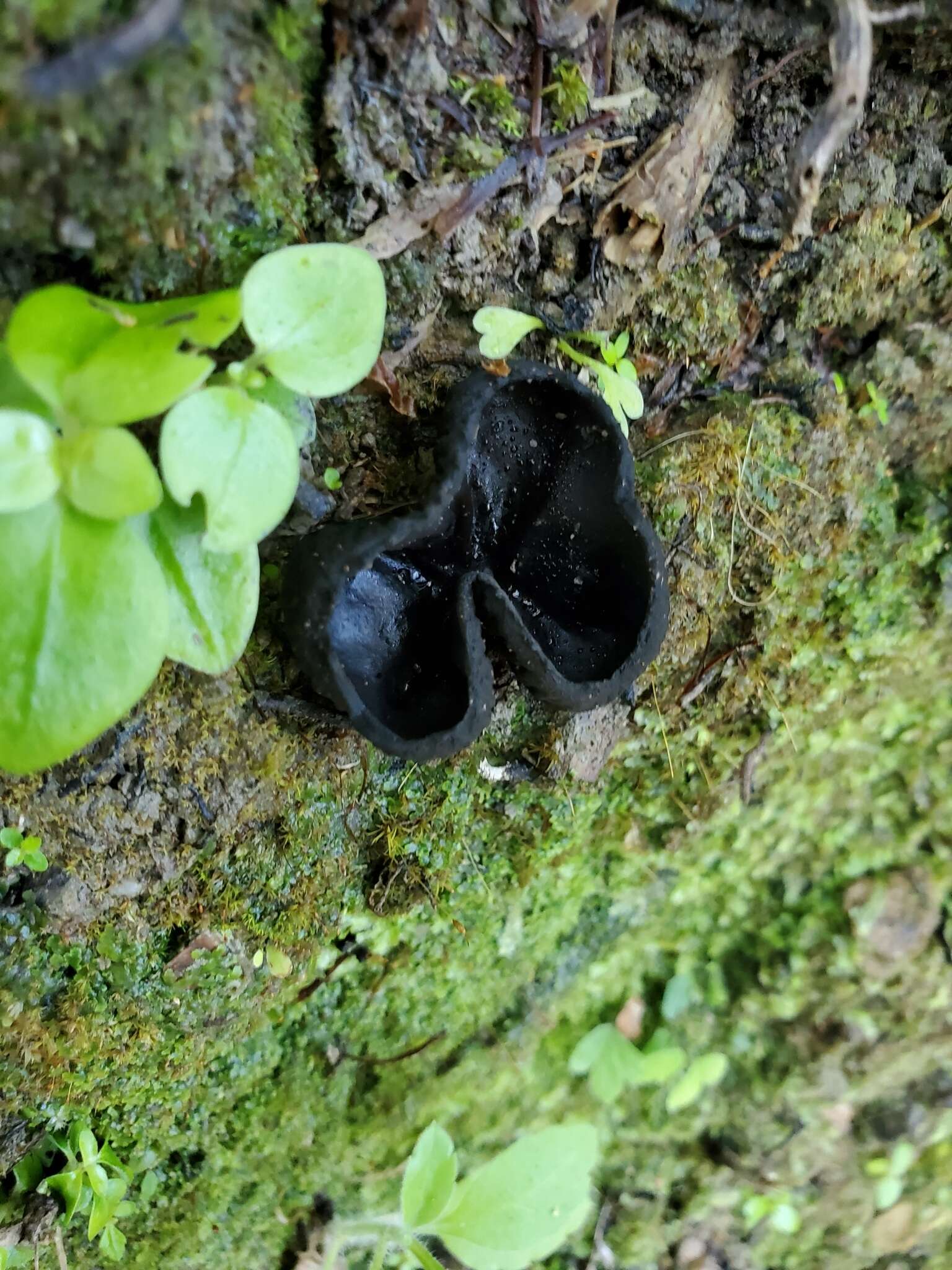 Plancia ëd Plectania rhytidia (Berk.) Nannf. & Korf 1957