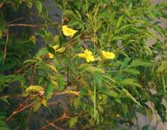 Image of Yellow bells