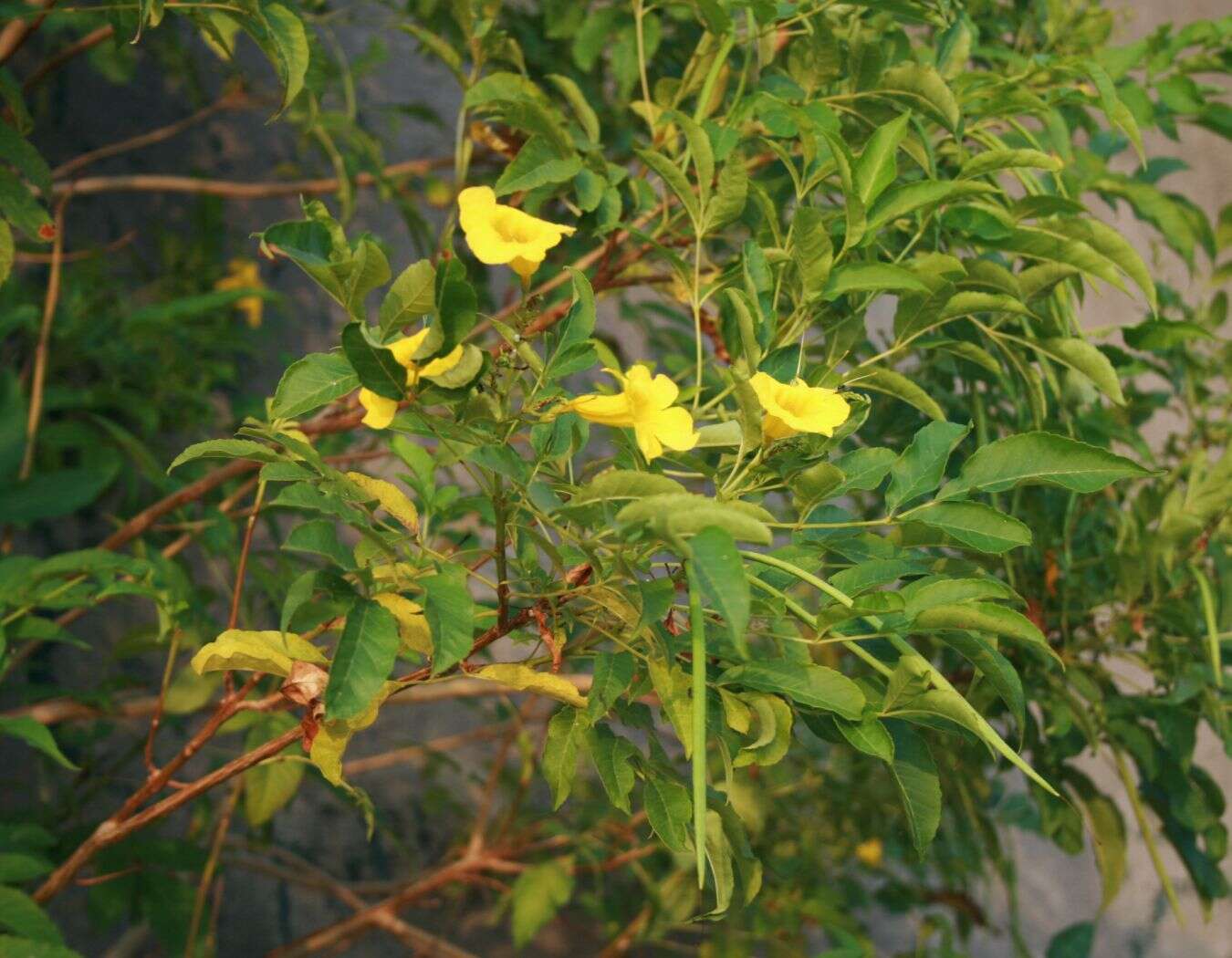 Image of Yellow bells