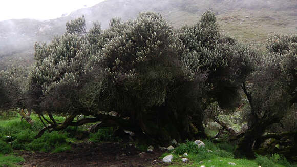 Image of Buddleja coriacea Remy