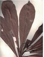 Image of Agrostistachys borneensis Becc.