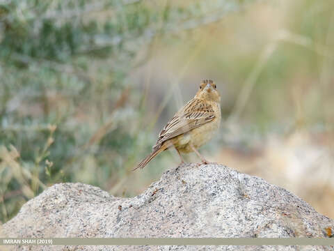 Image of Black-headed Bunting