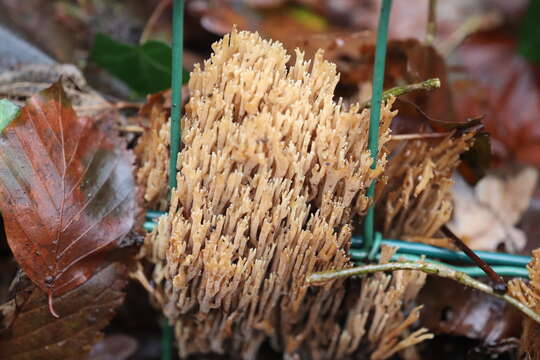 Ramaria stricta (Pers.) Quél. 1888 resmi