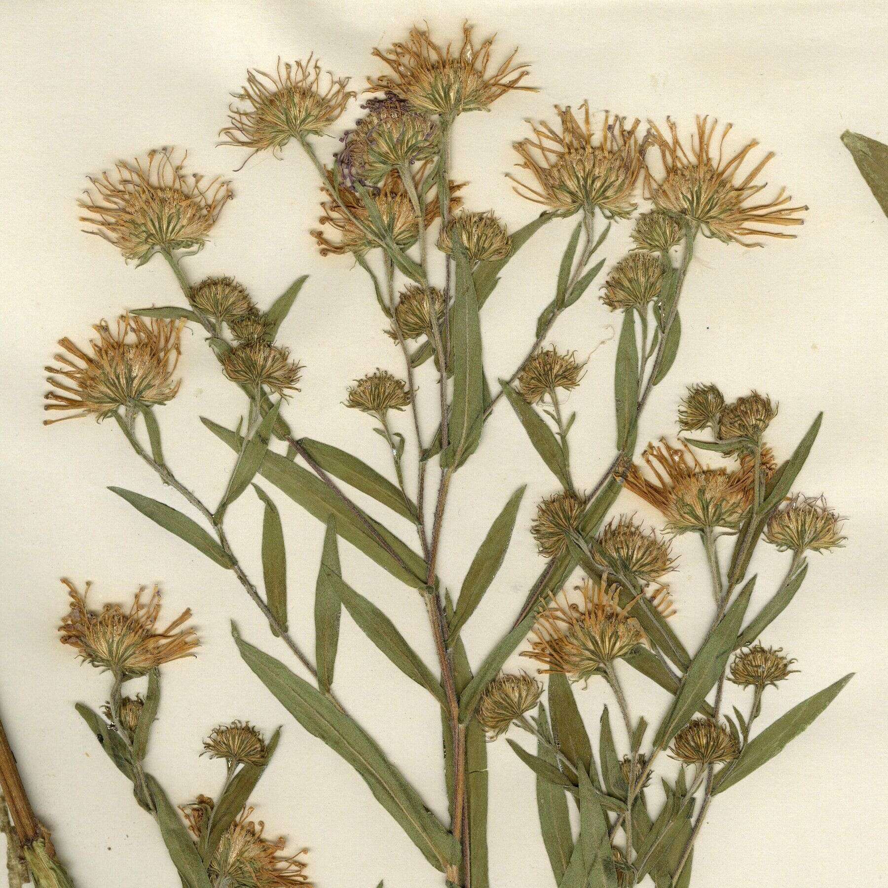 Image of Lyall aster