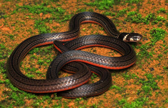 Image of Black Coral Snake