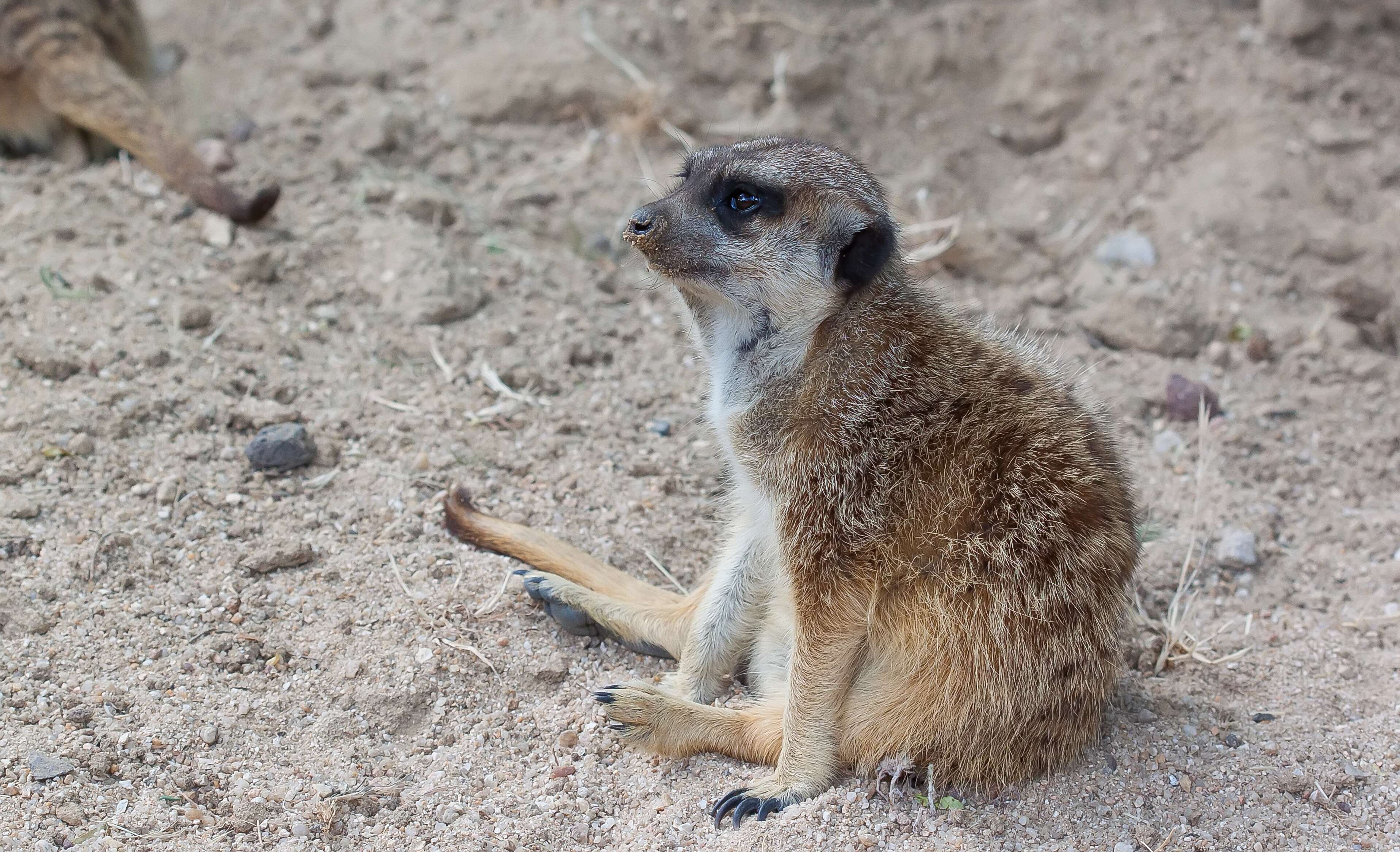 Image of Suricata Desmarest 1804