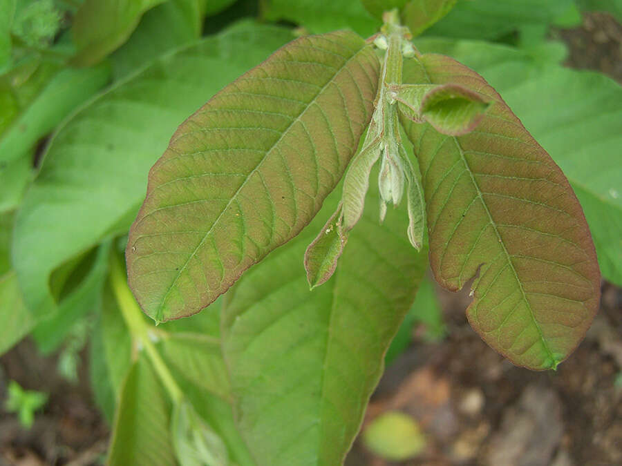 Image of guava