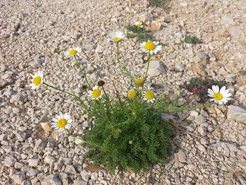 Anthemis arvensis L. resmi