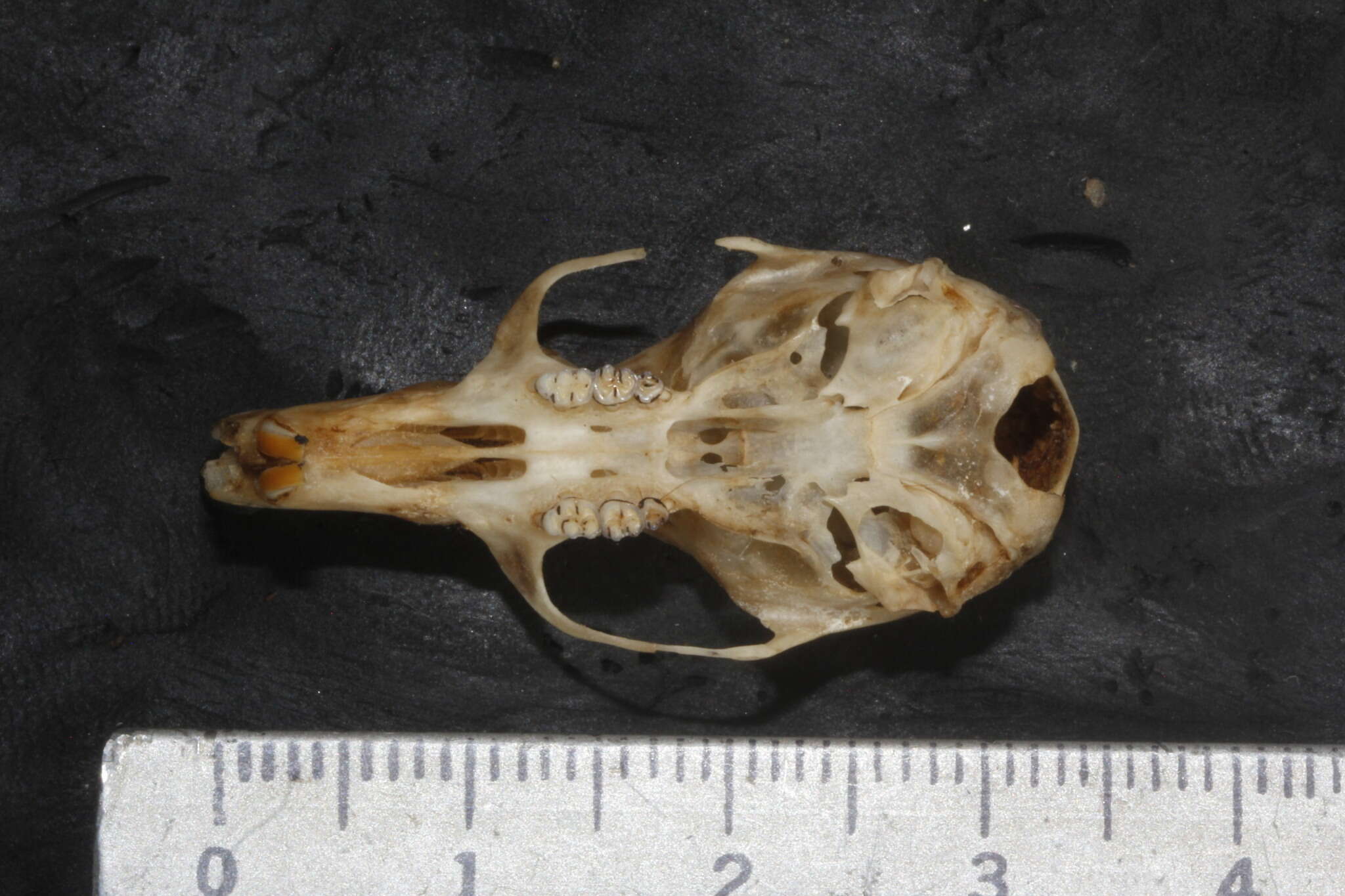 Image of Aztec Deermouse