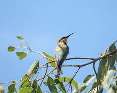 Image of Rainbow Bee-eater