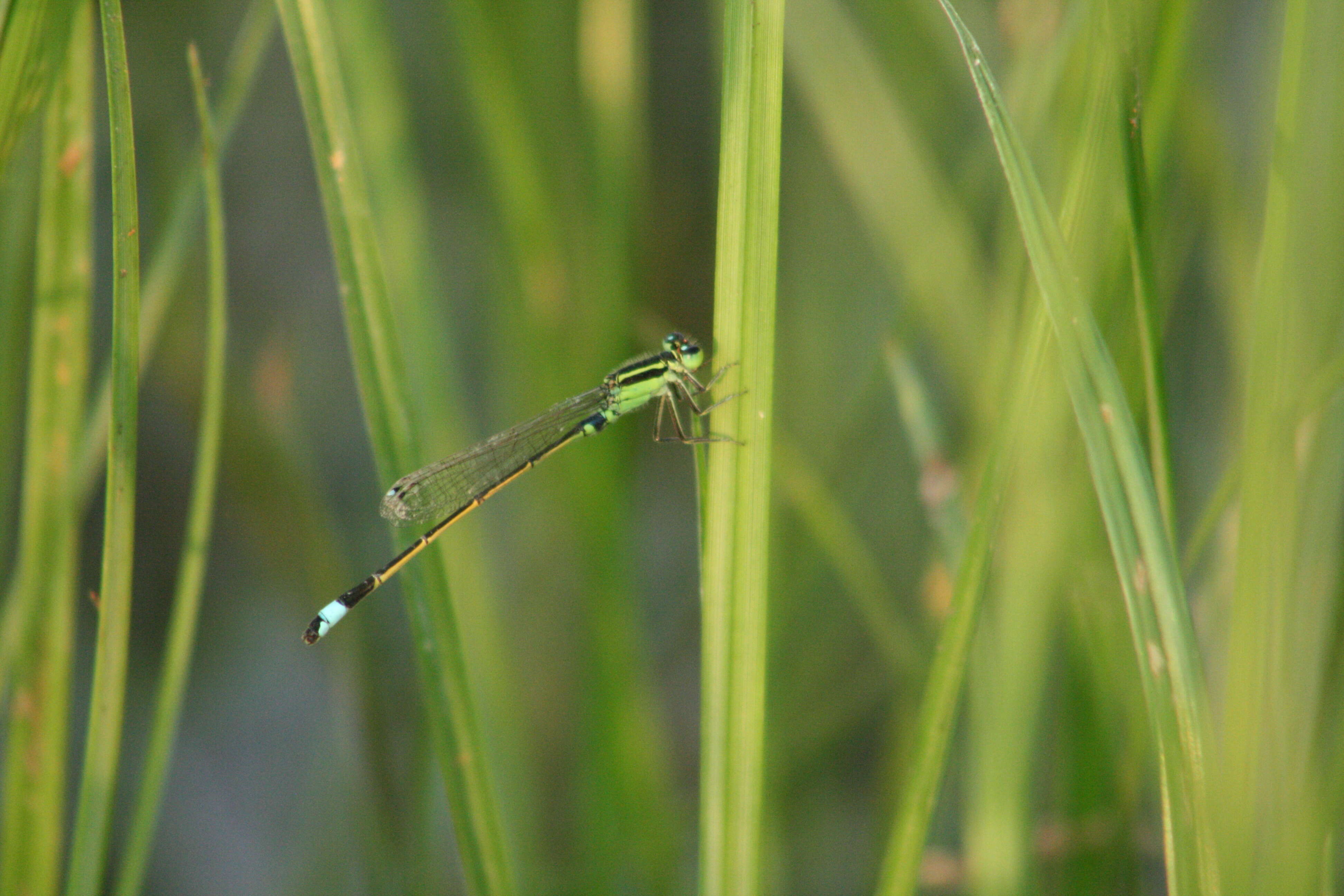 Image of Senegal bluetail