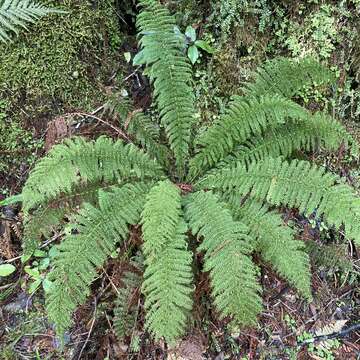 Image of Common Crape Fern