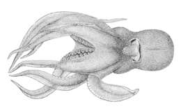 Image of Pteroctopus P. Fischer 1882